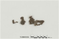 藏品(走燈苔屬)的圖片